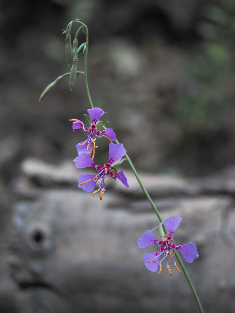 Clarkia mildrediae subsp. lutescens photo 2
