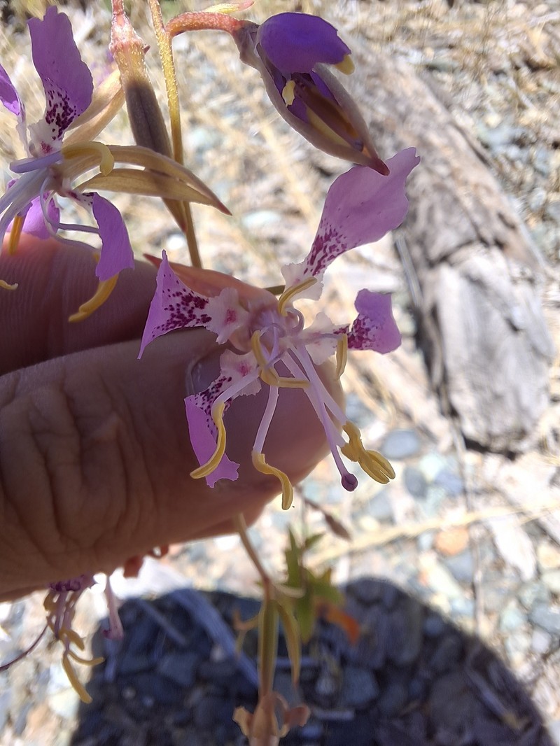 Clarkia mildrediae subsp. lutescens photo 3