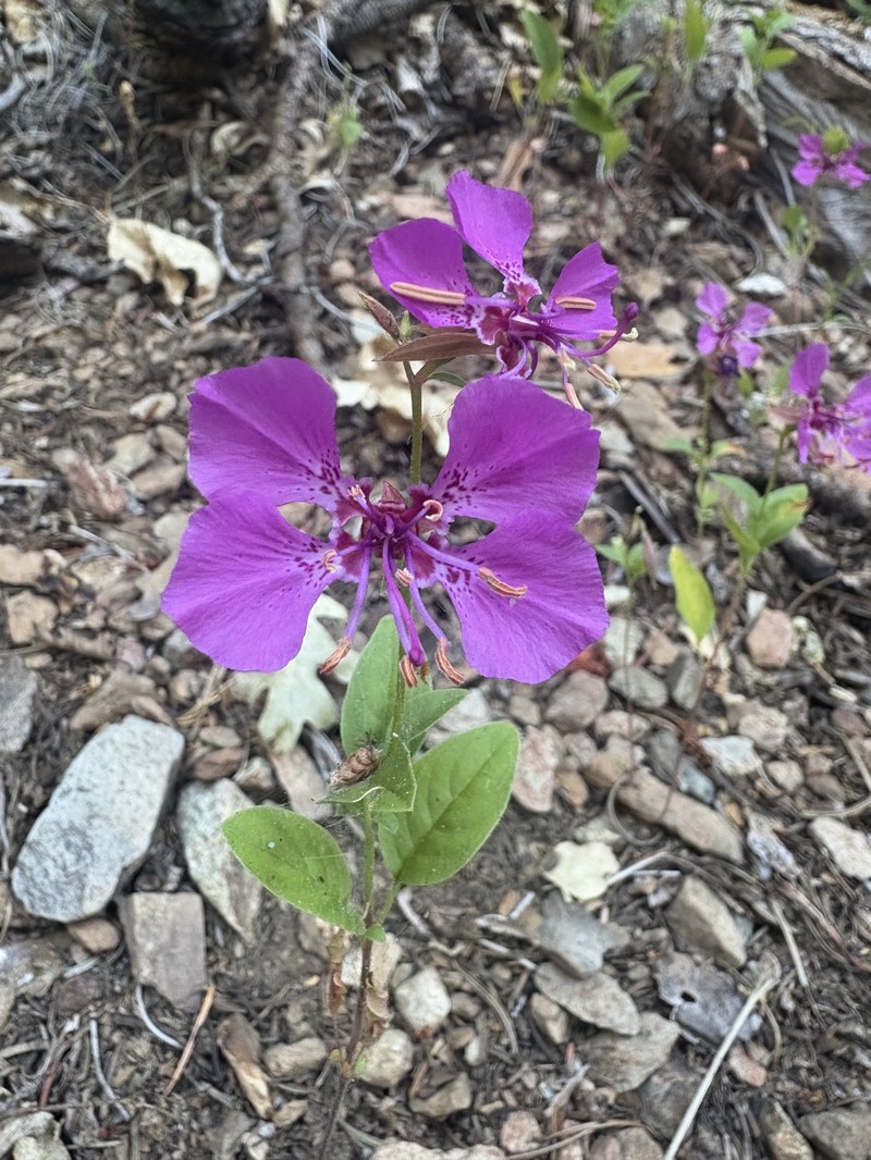 Clarkia mildrediae subsp. lutescens photo 4