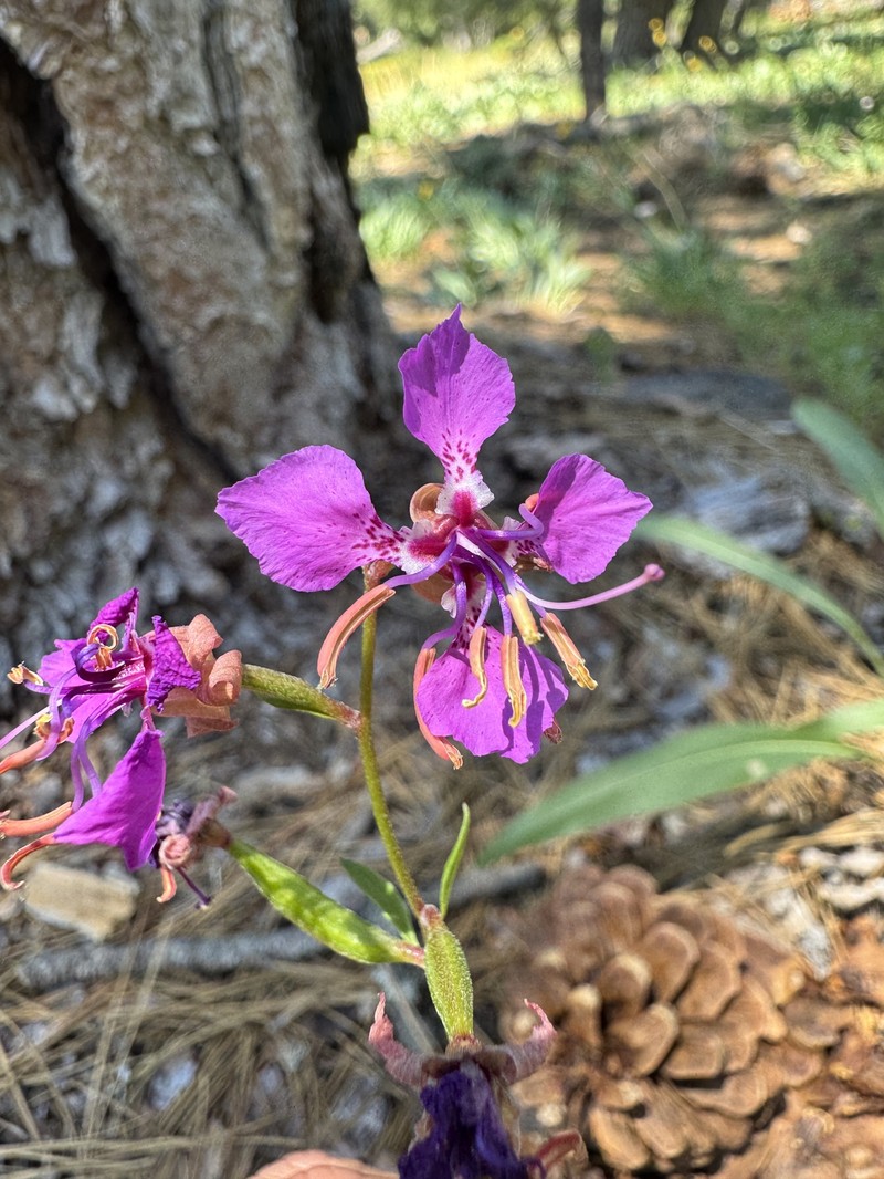 Clarkia mildrediae subsp. lutescens photo 5