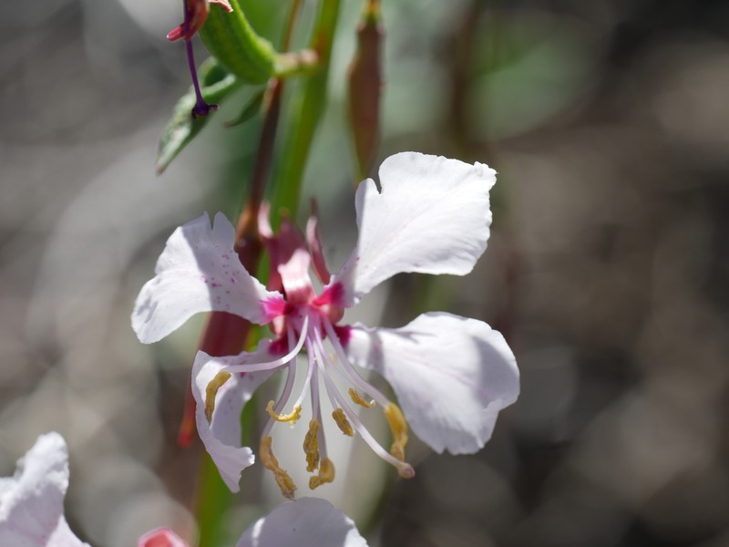 Clarkia mildrediae subsp. lutescens photo 6