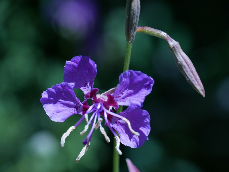 Clarkia mildrediae subsp. lutescens photo 7