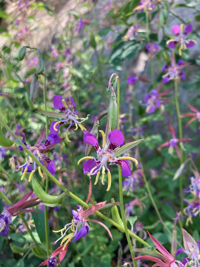 Clarkia mildrediae subsp. lutescens photo 8