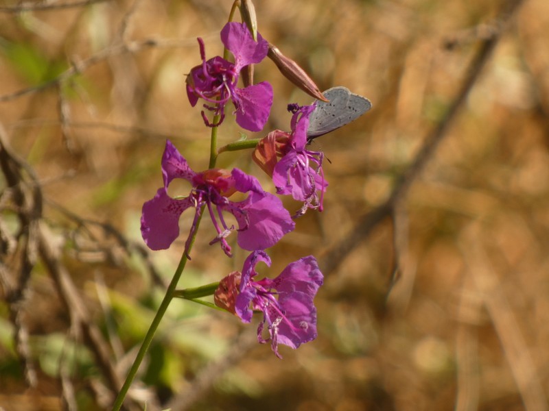 Clarkia mildrediae subsp. mildrediae