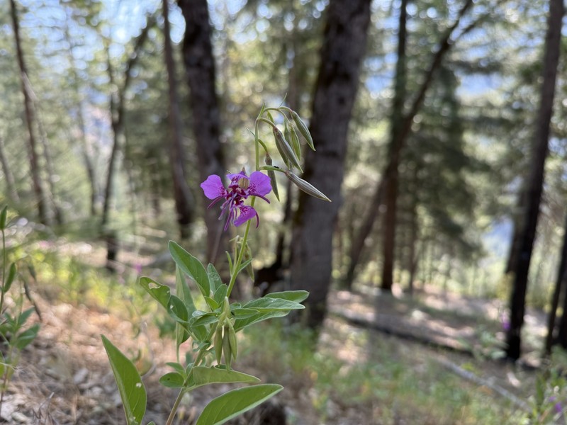 Clarkia mildrediae subsp. mildrediae photo 2