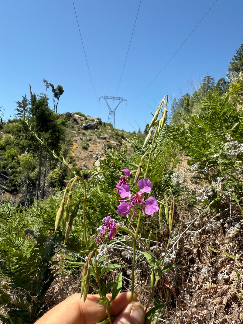 Clarkia mildrediae subsp. mildrediae photo 3
