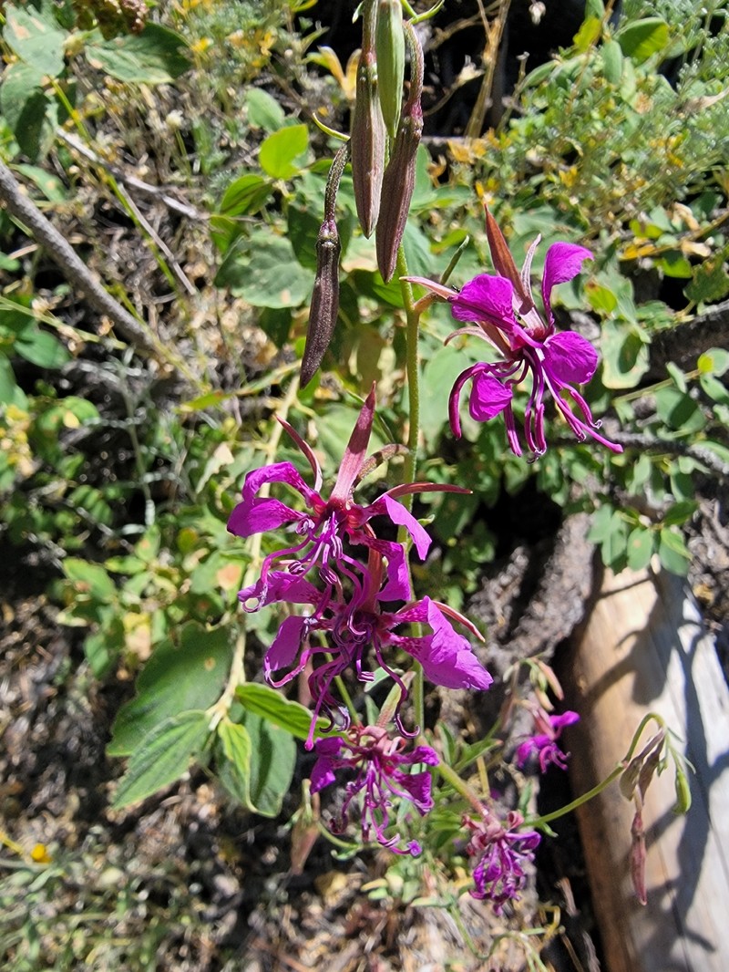 Clarkia mildrediae subsp. mildrediae photo 4