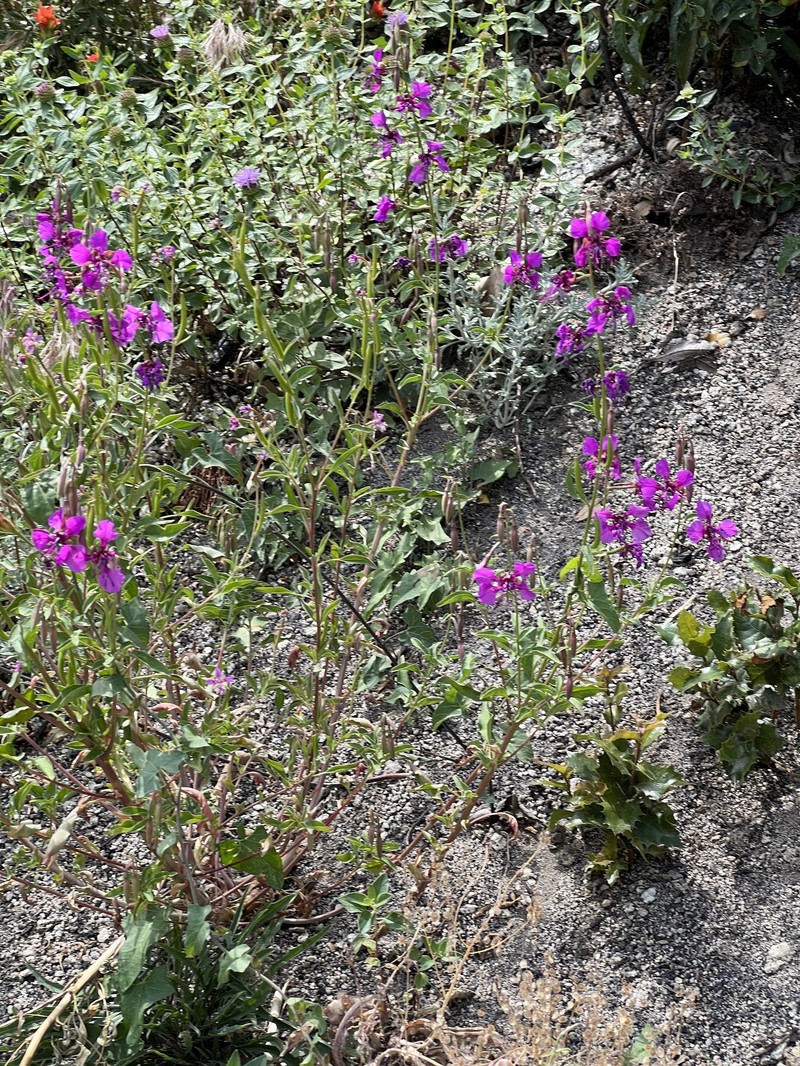 Clarkia mildrediae subsp. mildrediae photo 5