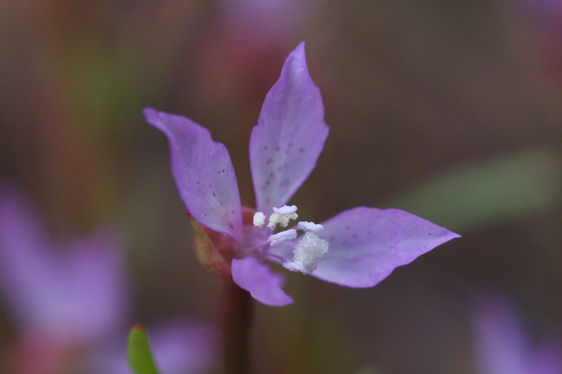 Waltham Creek Clarkia