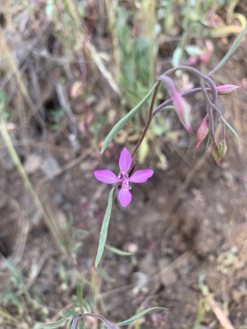 Waltham Creek Clarkia