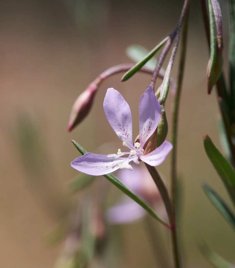 Waltham Creek Clarkia photo 2