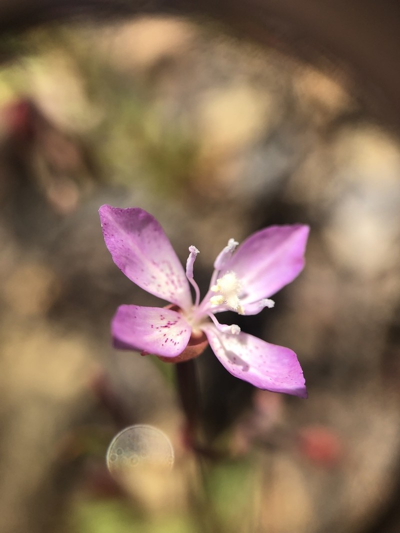 Waltham Creek Clarkia photo 3