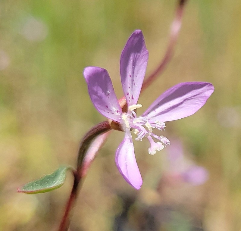 Waltham Creek Clarkia photo 6