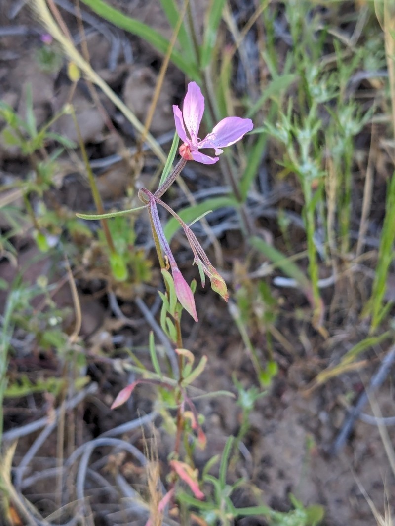 Waltham Creek Clarkia photo 7
