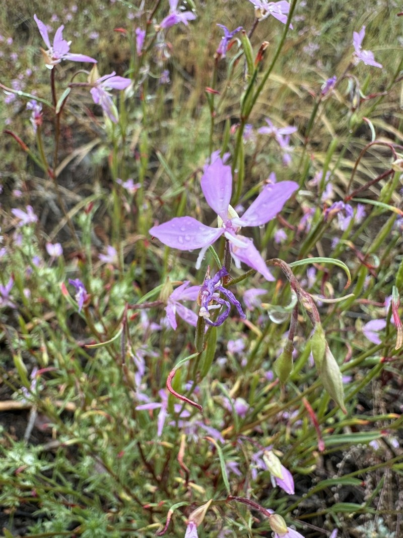 Waltham Creek Clarkia photo 8