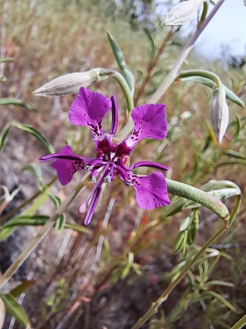 Mosquin's Clarkia