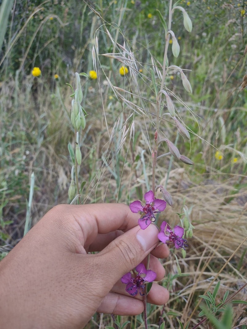 Mosquin's Clarkia photo 2