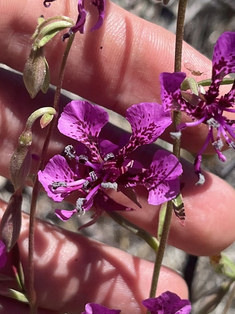 Mosquin's Clarkia photo 3