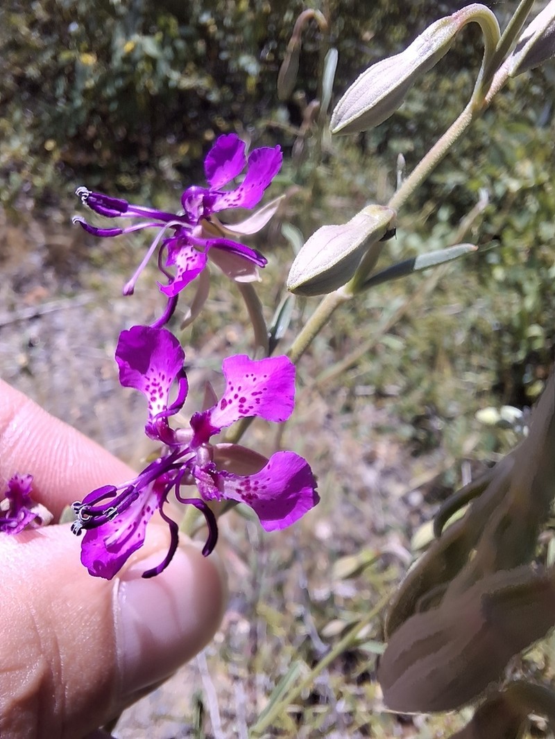 Mosquin's Clarkia photo 4