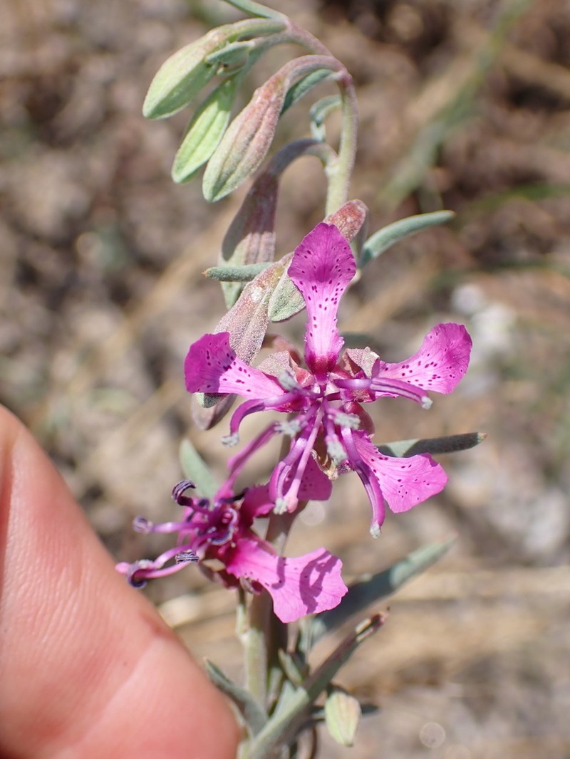 Mosquin's Clarkia photo 5