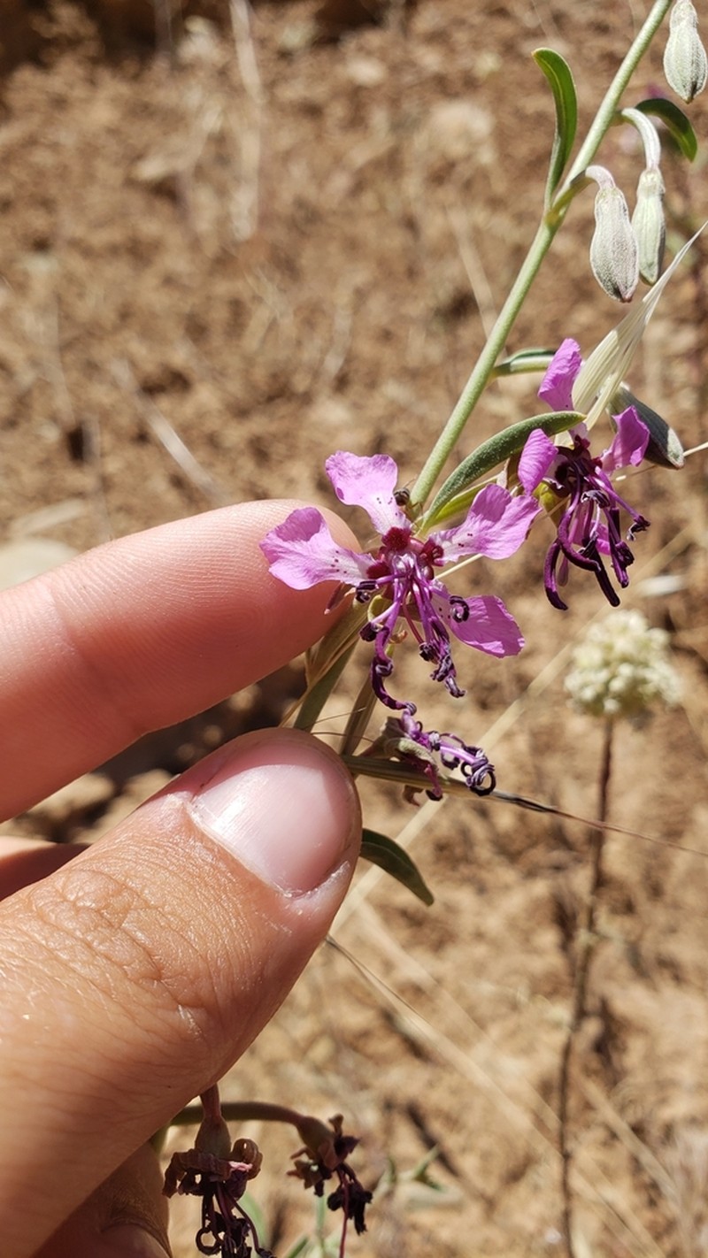 Mosquin's Clarkia photo 6