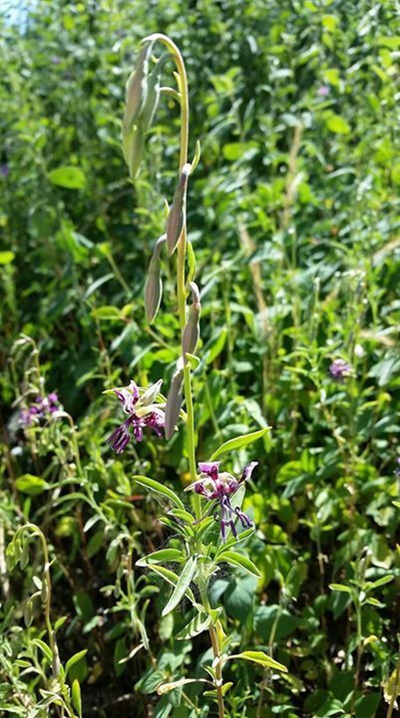Mosquin's Clarkia photo 7