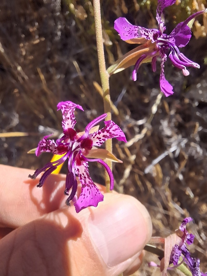 Mosquin's Clarkia photo 8