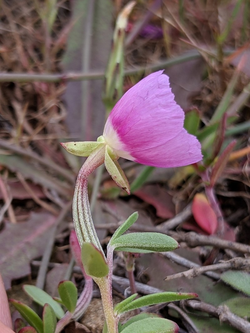 Prostrate Clarkia
