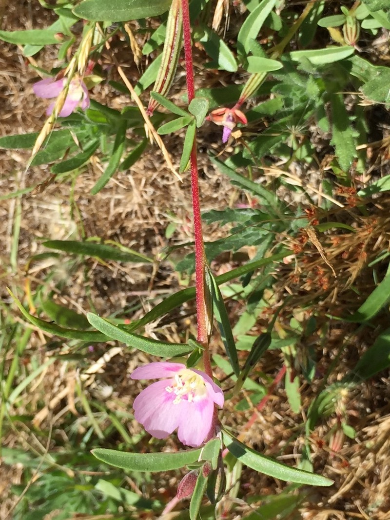 Prostrate Clarkia photo 2