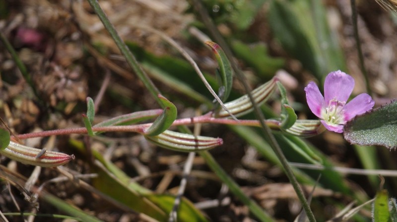Prostrate Clarkia photo 4