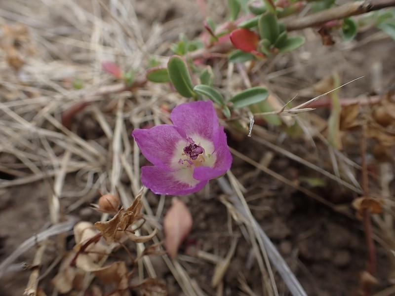 Prostrate Clarkia photo 6