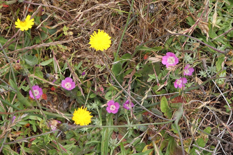 Prostrate Clarkia photo 7
