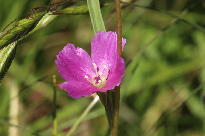 Winecup Clarkia