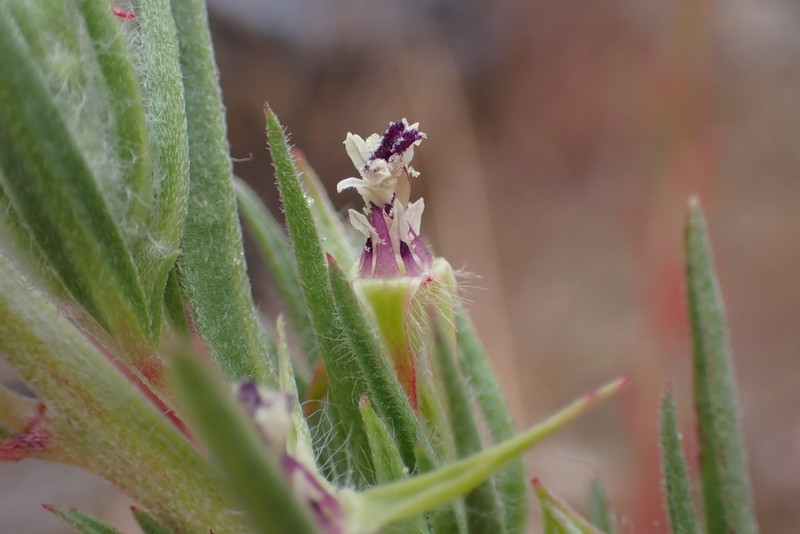 Winecup Clarkia photo 2