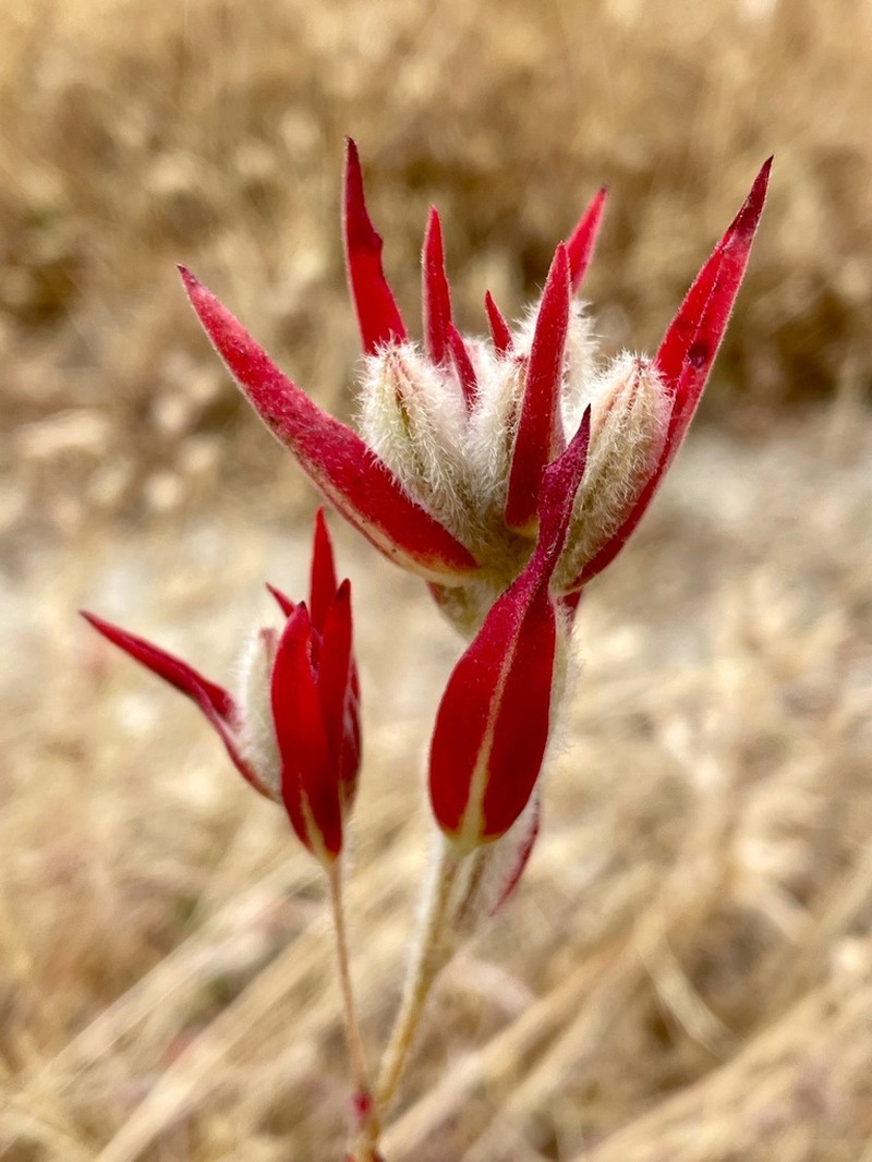 Winecup Clarkia photo 3