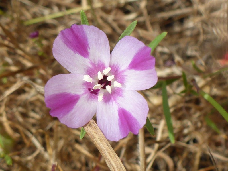 Winecup Clarkia photo 5