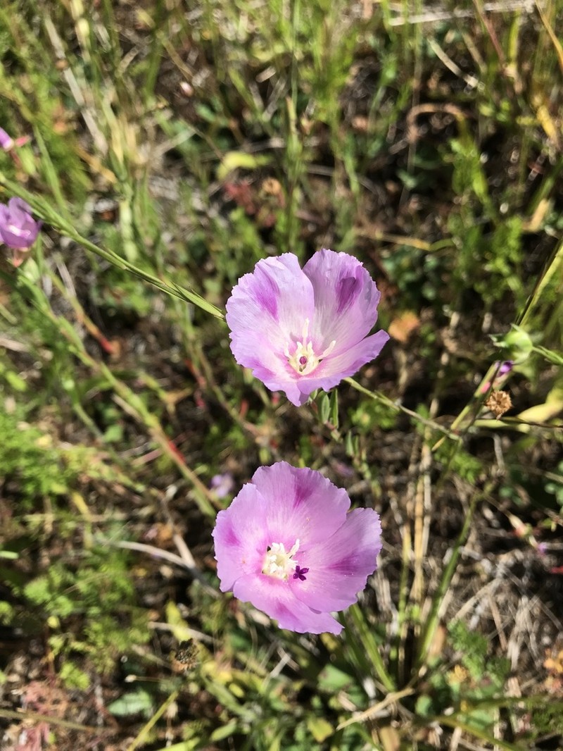 Winecup Clarkia photo 6