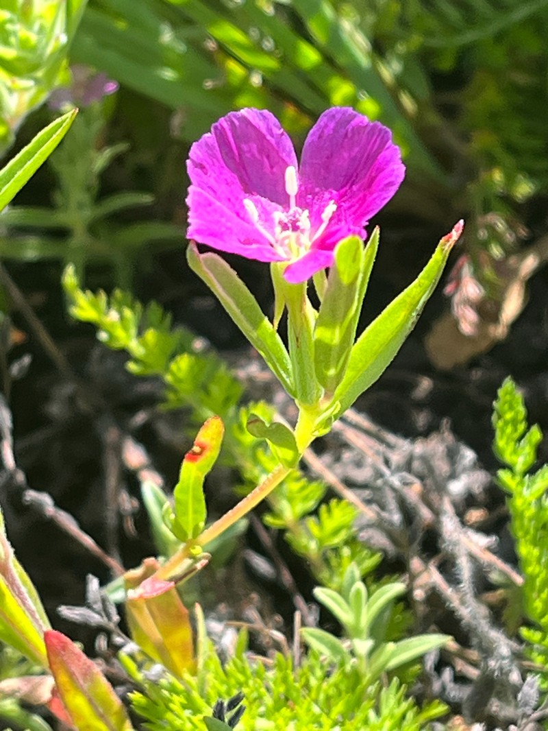 Winecup Clarkia photo 7