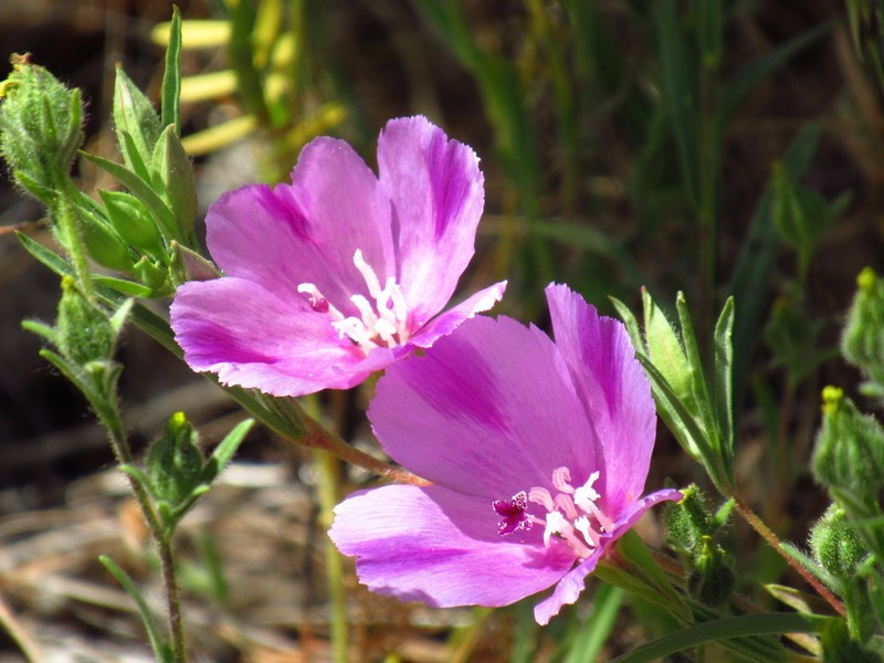 Winecup Clarkia photo 8
