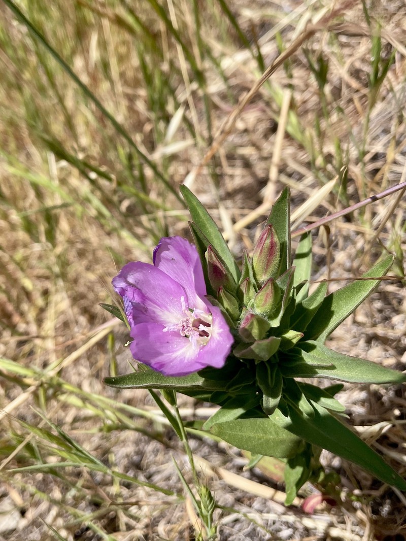Clarkia purpurea subsp. purpurea
