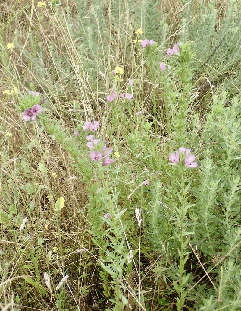 Clarkia purpurea subsp. purpurea photo 2