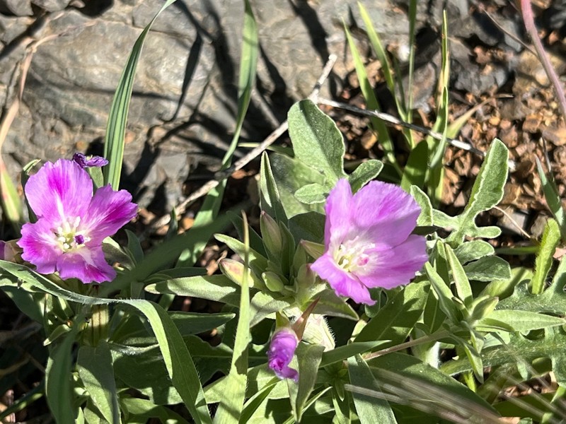 Clarkia purpurea subsp. purpurea photo 4