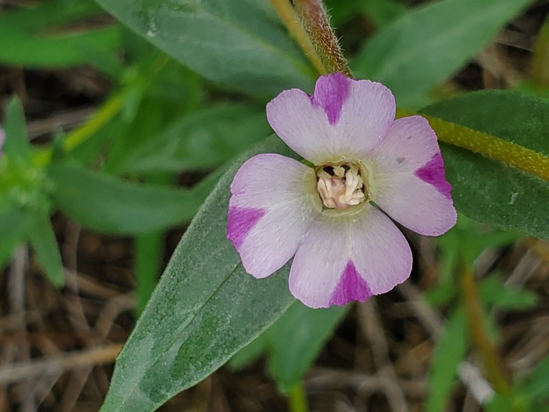 Clarkia purpurea subsp. purpurea photo 5