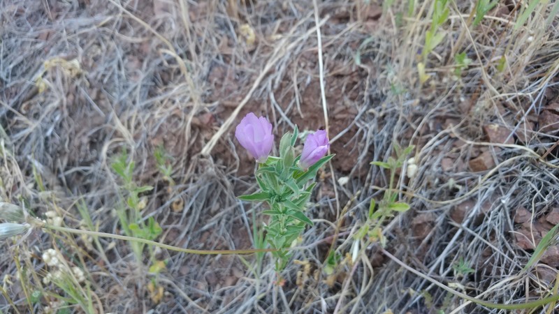 Clarkia purpurea subsp. purpurea photo 6