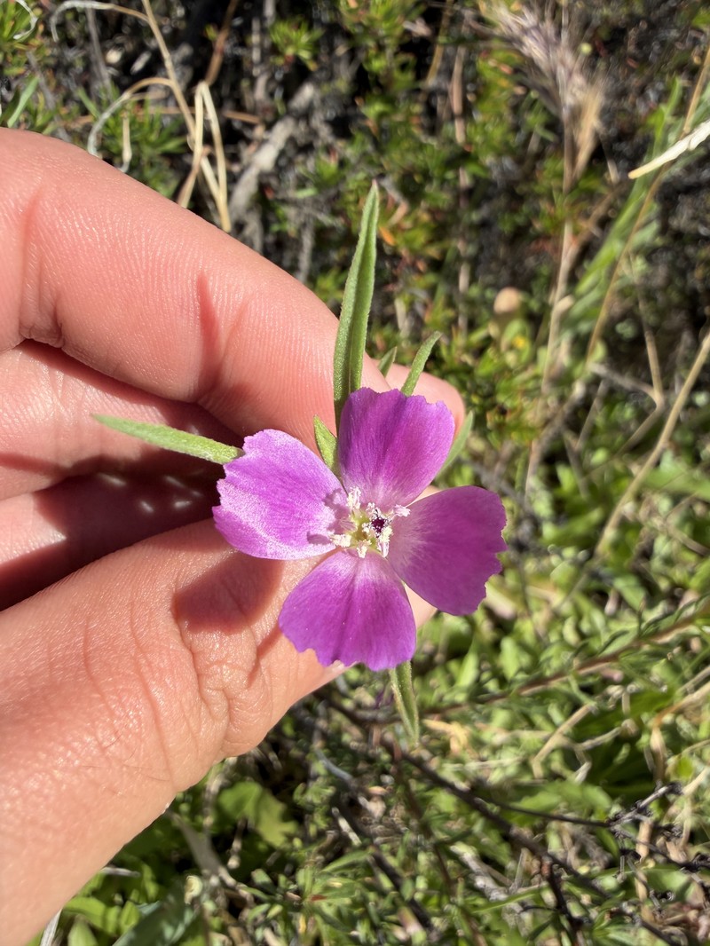 Clarkia purpurea subsp. quadrivulnera