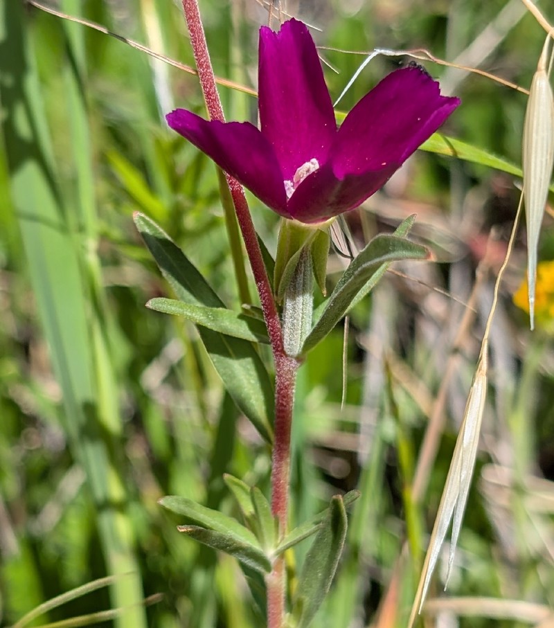 Clarkia purpurea subsp. quadrivulnera photo 2