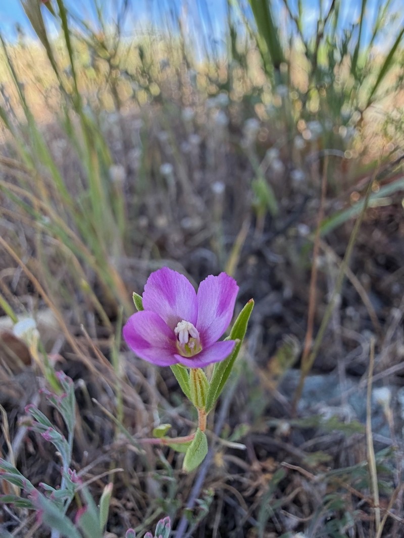 Clarkia purpurea subsp. quadrivulnera photo 3