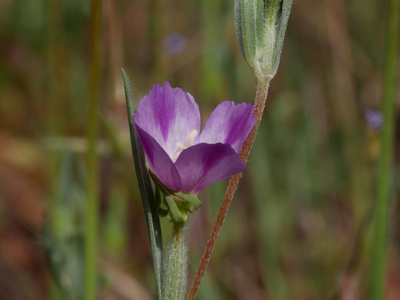 Clarkia purpurea subsp. quadrivulnera photo 4