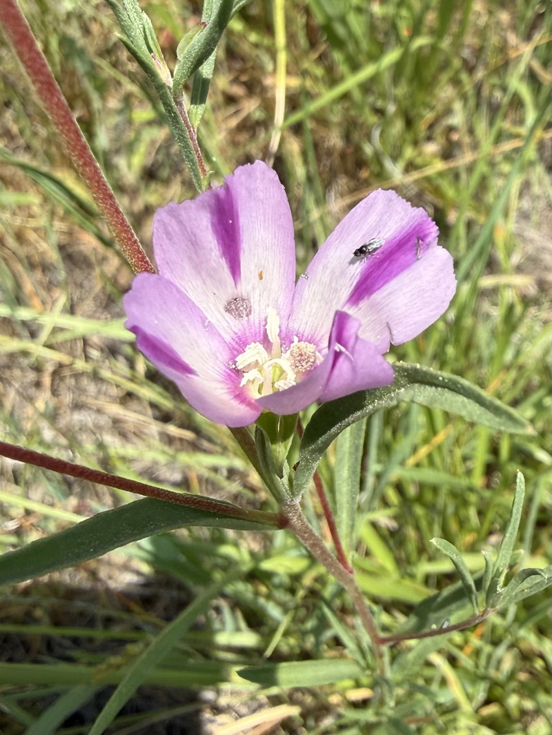 Clarkia purpurea subsp. quadrivulnera photo 5