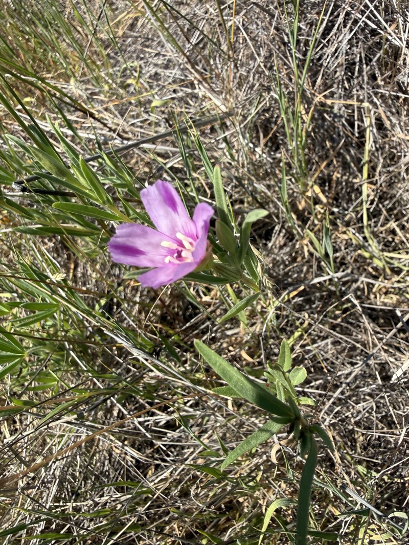 Clarkia purpurea subsp. quadrivulnera photo 6